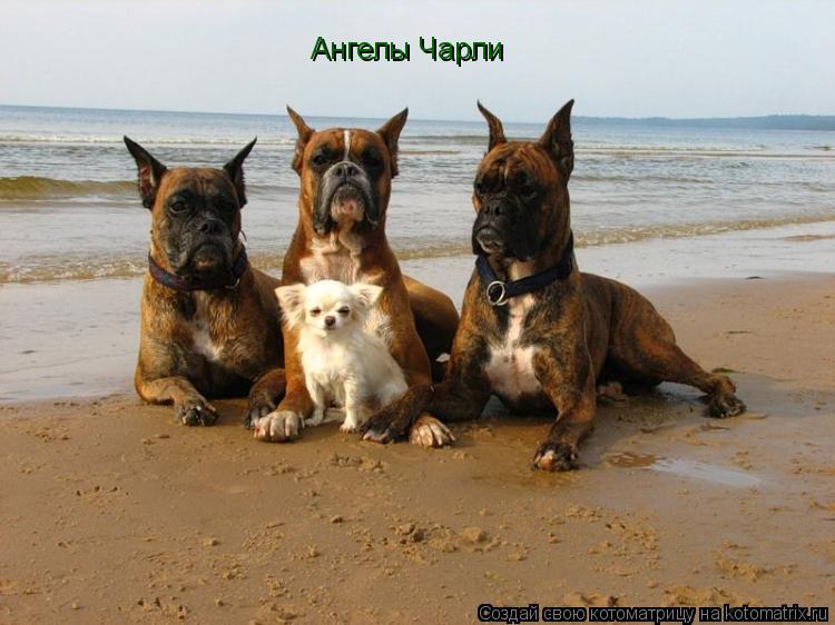 Ангелы Чарли... Котоматрица: Ангелы Чарли