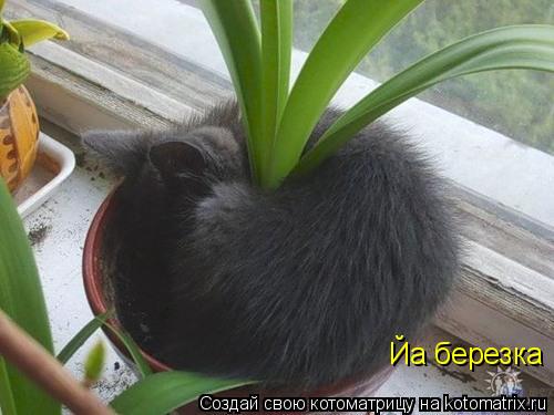 Йа березка... Котоматрица: Йа березка