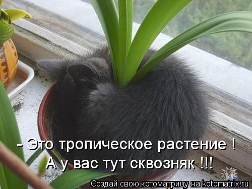 - Это тропическое растение ! А у вас тут сквозняк !!!... Котоматрица: - Это тропическое растение ! А у вас тут сквозняк !!!