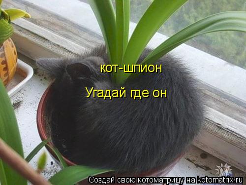 кот-шпион Угадай где он... Котоматрица: кот-шпион Угадай где он