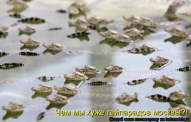Чем мы хуже гейпарадов москвы?!... Котоматрица: Чем мы хуже гейпарадов москвы?!