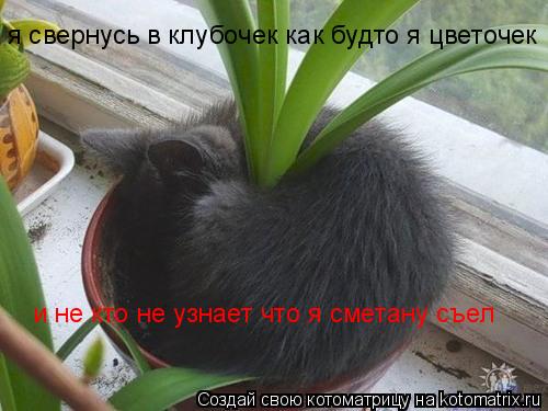 я свернусь в клубочек как будто я цветочек и не кто не узнает что я сметану съел... Котоматрица: я свернусь в клубочек как будто я цветочек и не кто не узнает что я сметану съел