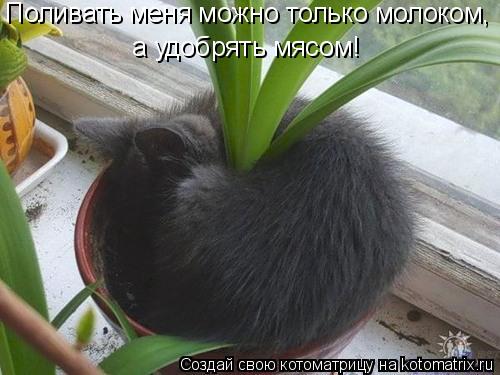 Поливать меня можно только молоком, а удобрять мясом!... Котоматрица: Поливать меня можно только молоком, а удобрять мясом!