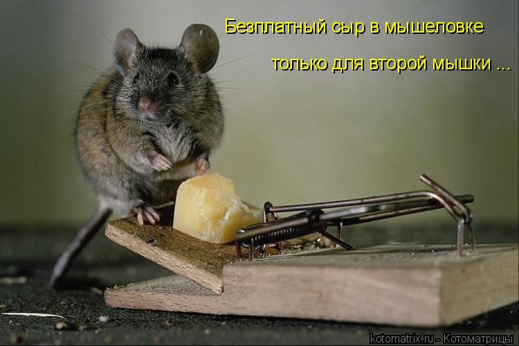 Безплатный сыр в мышеловке только для второй мышки ...... Котоматрица: Безплатный сыр в мышеловке только для второй мышки ...