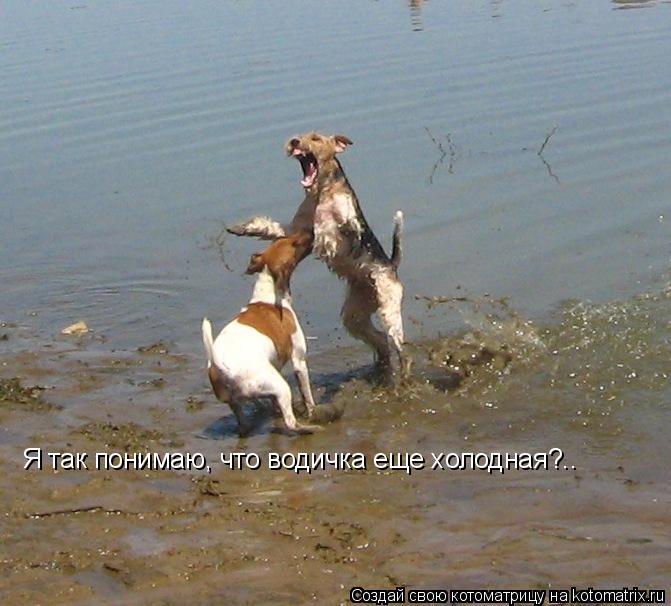 Я так понимаю, что водичка еще холодная?..... Котоматрица: Я так понимаю, что водичка еще холодная?..