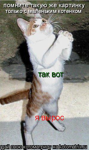 помните такую же картинку только с маленьким котенком так вот я вырос... Котоматрица: помните такую же картинку только с маленьким котенком так вот я вырос