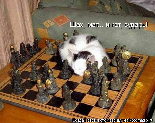 Шах, мат... и кот, сударь!... Котоматрица: Шах, мат... и кот, сударь!