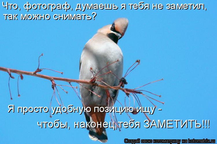 Что, фотограф, думаешь я тебя не заметил, так можно снимать? Я просто удобную позицию ищу - чтобы, н... Котоматрица: Что, фотограф, думаешь я тебя не заметил, так можно снимать? Я просто удобную позицию ищу - чтобы, наконец,тебя ЗАМЕТИТЬ!!!