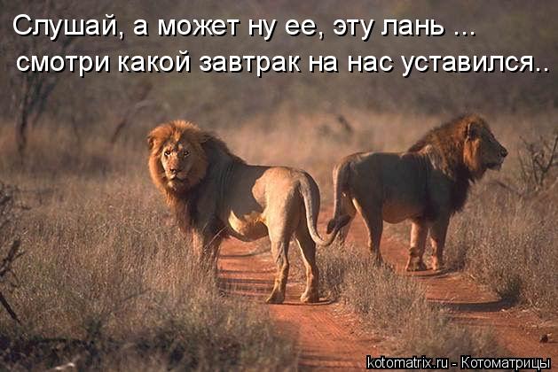 Слушай, а может ну ее, эту лань ... смотри какой завтрак на нас уставился..... Котоматрица: Слушай, а может ну ее, эту лань ... смотри какой завтрак на нас уставился..