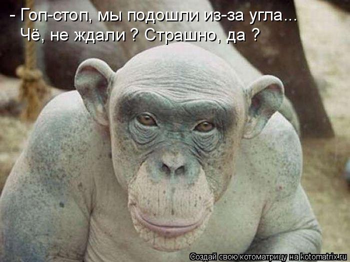 Чё, не ждали ? Страшно, да ? - Гоп-стоп, мы подошли из-за угла...... Котоматрица: Чё, не ждали ? Страшно, да ? - Гоп-стоп, мы подошли из-за угла...