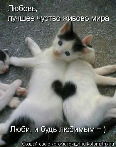 Любовь лучшее чуство живово мира Люби, и будь любимым = ) ,... Котоматрица: Любовь лучшее чуство живово мира Люби, и будь любимым = ) ,