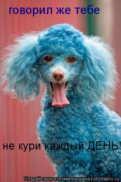 говорил же тебе не кури каждый ДЕНЬ!... Котоматрица: говорил же тебе не кури каждый ДЕНЬ!