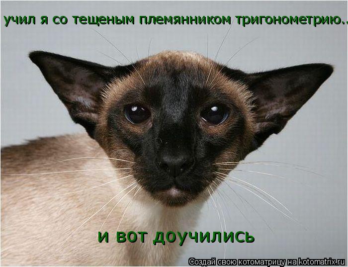 учил я со тещеным племянником тригонометрию..... и вот доучились... Котоматрица: учил я со тещеным племянником тригонометрию..... и вот доучились