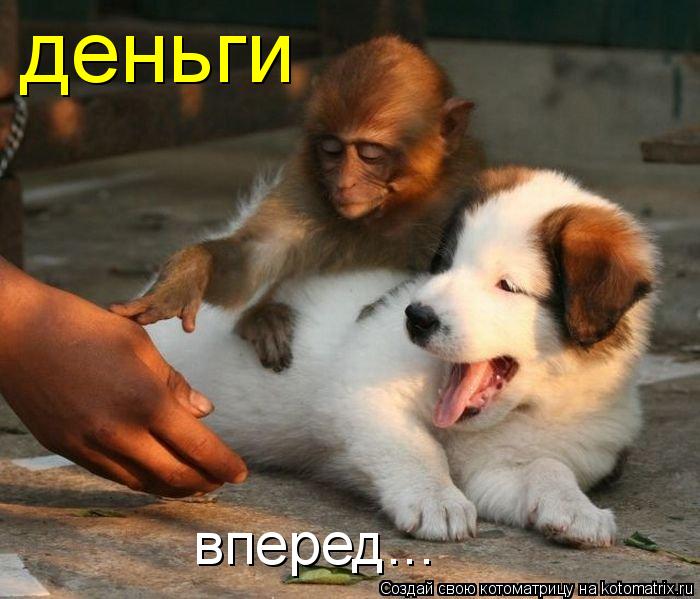 деньги вперед...... Котоматрица: деньги вперед...