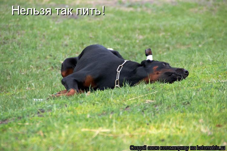 Нельзя так пить!... Котоматрица: Нельзя так пить!
