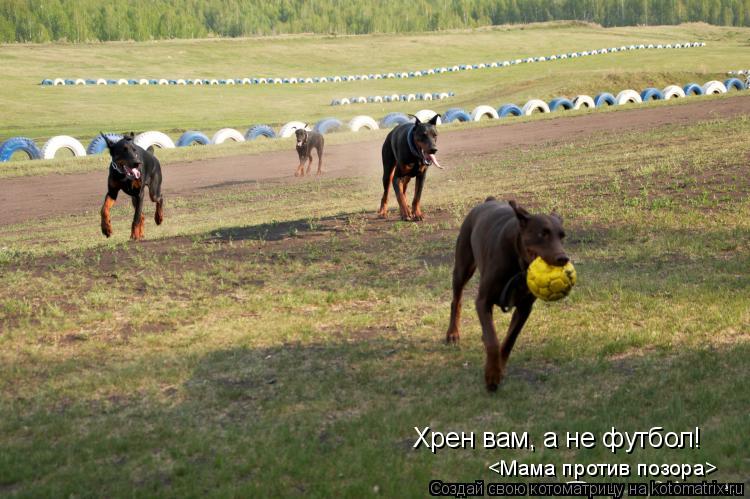 Хрен вам, а не футбол! <Мама против позора>... Котоматрица: Хрен вам, а не футбол! <Мама против позора>