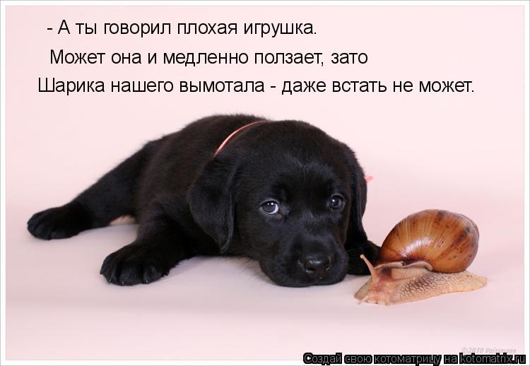 - А ты говорил плохая игрушка. Может она и медленно ползает, зато Шарика нашего вымотала - даже вст... Котоматрица: - А ты говорил плохая игрушка. Может она и медленно ползает, зато Шарика нашего вымотала - даже встать не может.