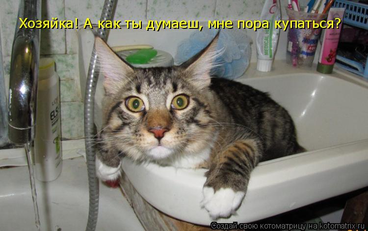 Котоматрица: Хозяйка! А как ты думаеш, мне пора купаться?