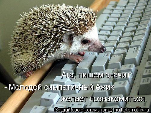Котоматрица: Молодой симпатичный ёжик желает познакомиться. - Ага, пишем значит: