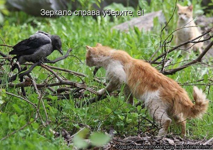 Котоматрица: Зеркало справа уберите, а!
