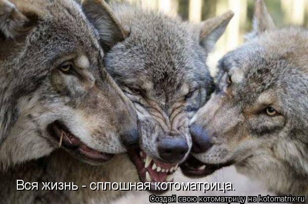 Котоматрица: Вся жизнь - сплошная котоматрица.