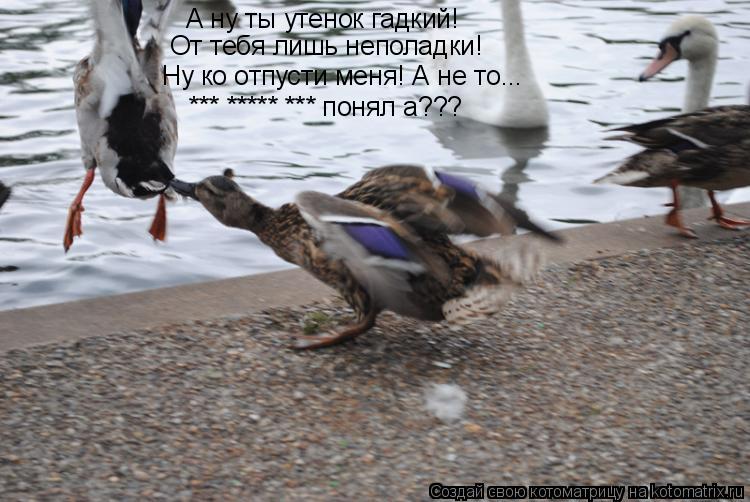Котоматрица: А ну ты утенок гадкий! От тебя лишь неполадки! Ну ко отпусти меня! А не то... *** ***** *** понял а???