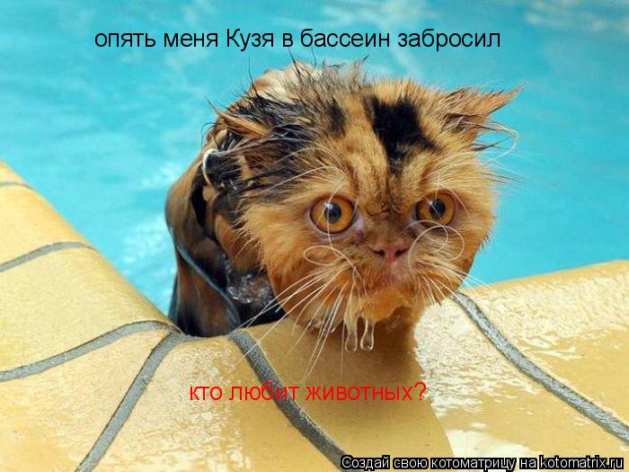 Котоматрица: опять меня Кузя в бассеин забросил кто любит животных?