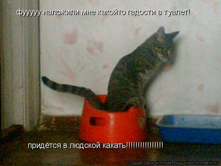 Котоматрица: фууууу наложили мне какойто гадости в туалет! придётся в людской какать!!!!!!!!!!!!!!!!