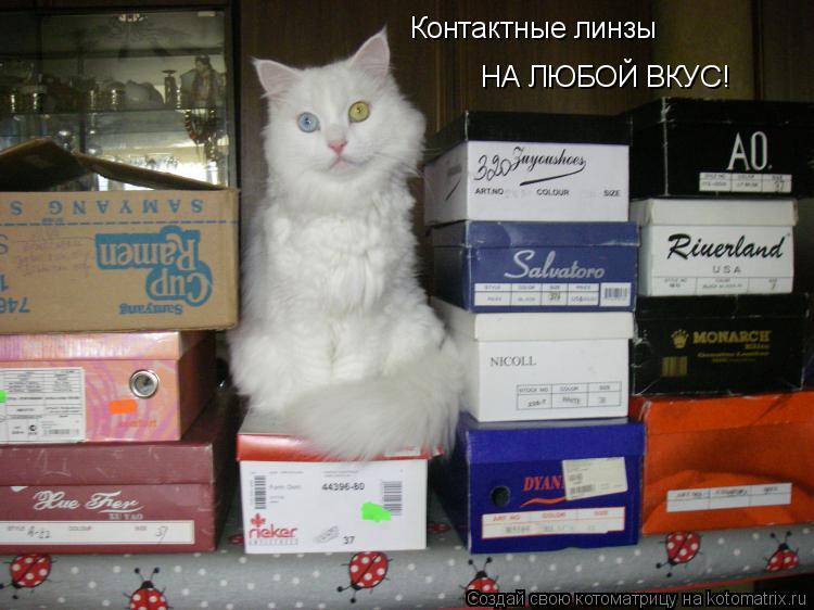 Котоматрица: Контактные линзы НА ЛЮБОЙ ВКУС!