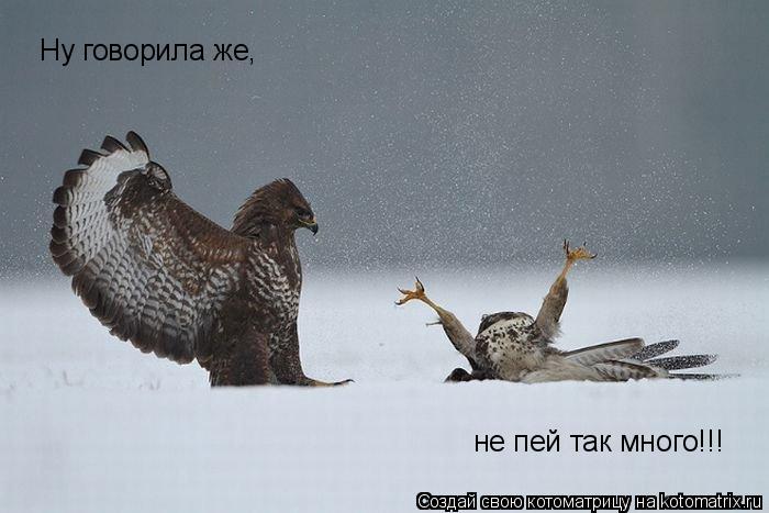 Котоматрица: Ну говорила же, не пей так много!!!