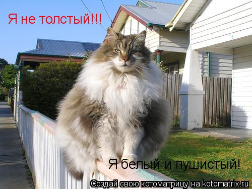 Котоматрица: Я не толстый!!! Я белый и пушистый!