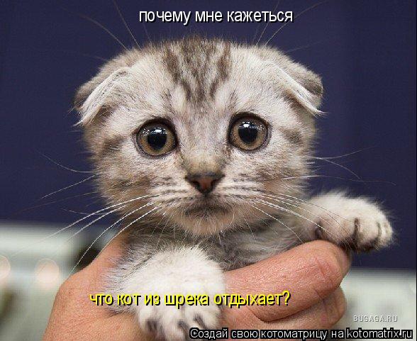 Котоматрица: почему мне кажеться что кот из шрека отдыхает?