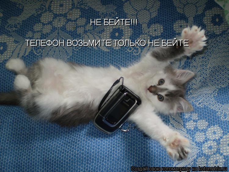 Котоматрица: НЕ БЕЙТЕ!!! ТЕЛЕФОН ВОЗЬМИТЕ ТОЛЬКО НЕ БЕЙТЕ ТЕЛЕФОН ВОЗЬМИТЕ ТОЛЬКО НЕ БЕЙТЕ
