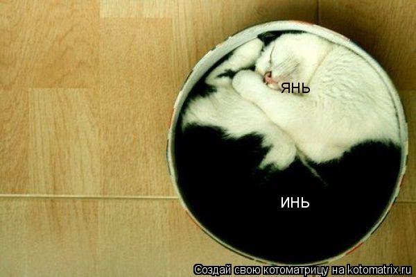 инь янь... Котоматрица: инь янь