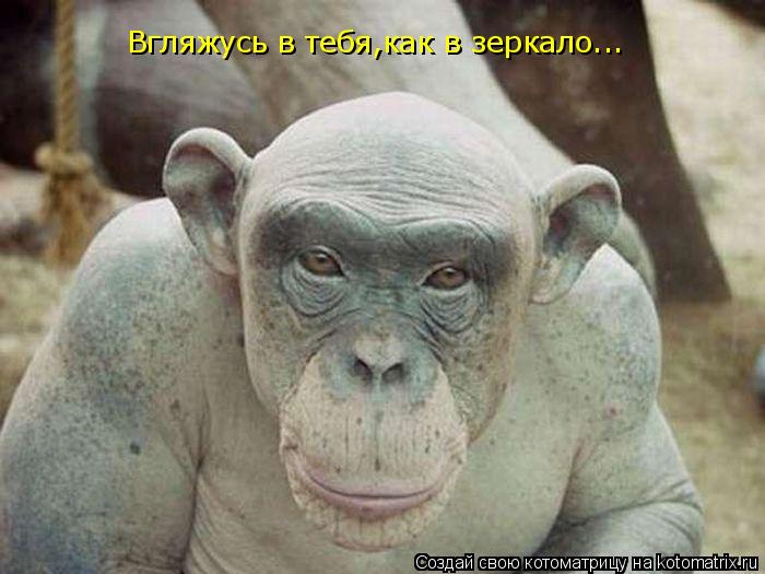 Вгляжусь в тебя,как в зеркало...... Котоматрица: Вгляжусь в тебя,как в зеркало...