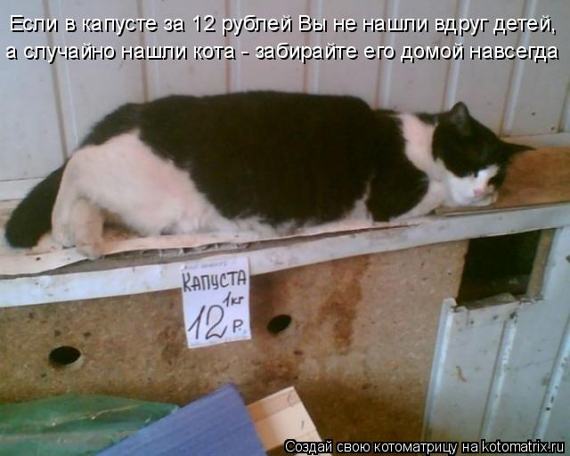 Если в капусте за 12 рублей Вы не нашли вдруг детей, а случайно нашли кота - забирайте его домой нав... Котоматрица: Если в капусте за 12 рублей Вы не нашли вдруг детей, а случайно нашли кота - забирайте его домой навсегда