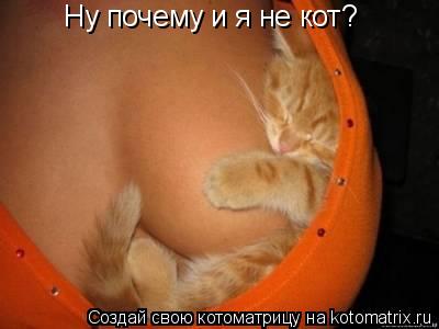 Ну почему и я не кот?... Котоматрица: Ну почему и я не кот?