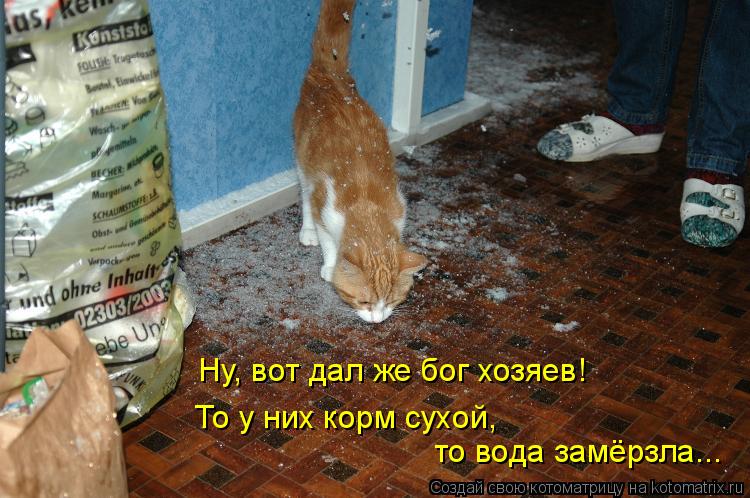 Котоматрица: То у них корм сухой, то вода замёрзла... Ну, вот дал же бог хозяев!