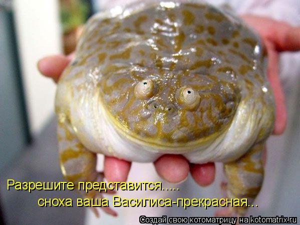 Разрешите представится..... сноха ваша Василиса-прекрасная...... Котоматрица: Разрешите представится..... сноха ваша Василиса-прекрасная...