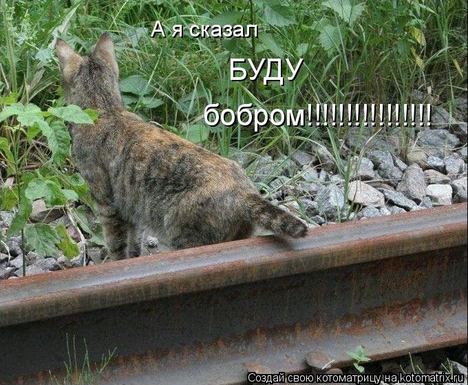 А я сказал БУДУ бобром!!!!!!!!!!!!!!!!... Котоматрица: А я сказал БУДУ бобром!!!!!!!!!!!!!!!!