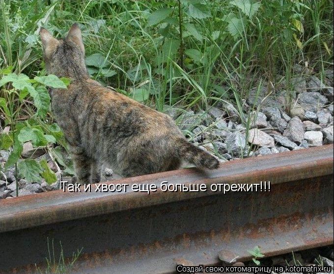 Так и хвост еще больше отрежит!!!... Котоматрица: Так и хвост еще больше отрежит!!!