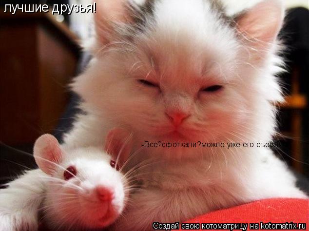 лучшие друзья! -Все?сфоткали?можно уже его съесть?... Котоматрица: лучшие друзья! -Все?сфоткали?можно уже его съесть?