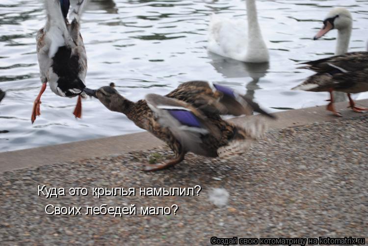 Куда это крылья намылил? Своих лебедей мало?... Котоматрица: Куда это крылья намылил? Своих лебедей мало?