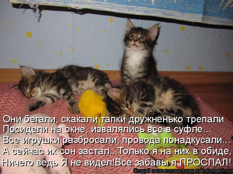 Они бегали, скакали,тапки дружненько трепали Посидели на окне, извалялись все в суфле... Все игрушки ... Котоматрица: Они бегали, скакали,тапки дружненько трепали Посидели на окне, извалялись все в суфле... Все игрушки разбросали, провода понадкусали... А сей
