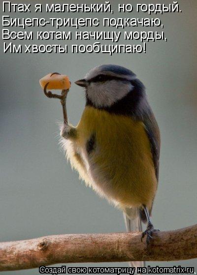Птах я маленький, но гордый. Бицепс-трицепс подкачаю, Всем котам начищу морды, Им хвосты пообщипаю!... Котоматрица: Птах я маленький, но гордый. Бицепс-трицепс подкачаю, Всем котам начищу морды, Им хвосты пообщипаю!