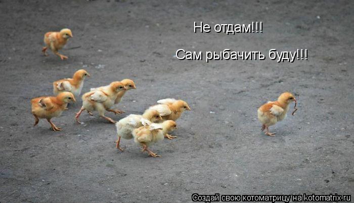 Не отдам!!! Сам рыбачить буду!!!... Котоматрица: Не отдам!!! Сам рыбачить буду!!!