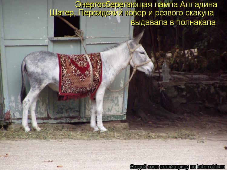 Энергосберегающая лампа Алладина Шатер, Персидский ковер и резвого скакуна выдавала в полнакала... Котоматрица: Энергосберегающая лампа Алладина Шатер, Персидский ковер и резвого скакуна выдавала в полнакала