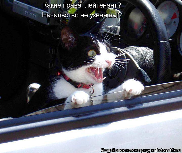 Какие права, лейтенант? Начальство не узнаёшь!?... Котоматрица: Какие права, лейтенант? Начальство не узнаёшь!?
