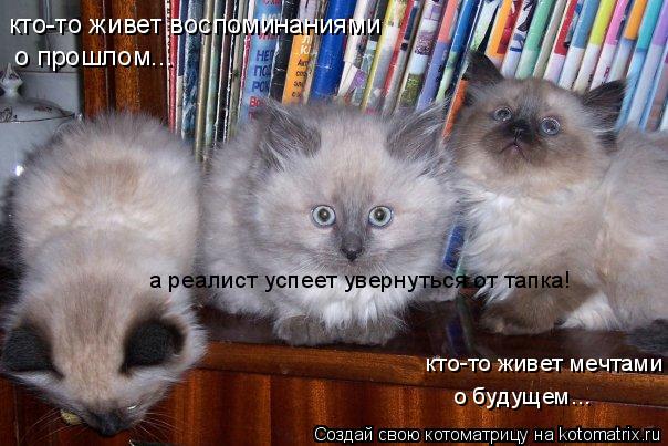 кто-то живет воспоминаниями о прошлом... кто-то живет мечтами о будущем... а реалист успеет увернутьс... Котоматрица: кто-то живет воспоминаниями о прошлом... кто-то живет мечтами о будущем... а реалист успеет увернуться от тапка!