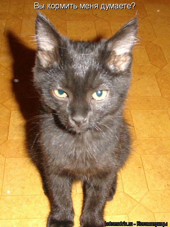 Вы кормить меня думаете?... Котоматрица: Вы кормить меня думаете?